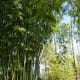 Weavers bamboo originally from southern China