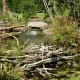 Appearance of a beaver dam at Mercer Arboretum