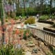 Area in Mercer Arboretum where cactus plants are displayed