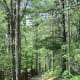 From the trailhead on the rim of the canyon, the broad path starts off relatively flat and easy.