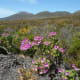 Fynbos at Cape Point, Cape Peninsula, South Africa