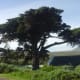 Cape Point, Cape Peninsula, South Africa