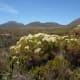 Fynbos at Cape Point, Cape Peninsula, South Africa