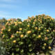 Fynbos, Sugar Bush, Leucospermun nutans at Cape Point, Cape Peninsula, South Africa