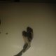 This is what a single sided/ zipper foot should look like