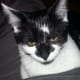 Our newest addition -- a kitten we've nicknamed Jaws -- because of the cat's tendency to attack the dog, cat and us when were not looking.