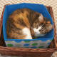 If you've been around any cats at all, one thing you know is they love to squeeze into tight places -- especially when it's nap time.