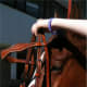 Guide the bit into the horses mouth with your right hand while lifting the headstall with your left hand.
