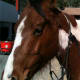 Remove the halter and re-attach to the horses neck. This will prevent the horse from walking away.