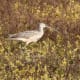 Long-billed curlew.