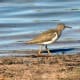 Spotted sandpiper, winter plumage.