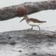 Dunlin in winter plumage.