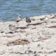 Here is a photo of black-bellied plovers and some western sandpipers. The plovers are just beginning to get their winter plumage.