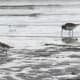 Semipalmated (related to common ringed) plover and a dunlin.