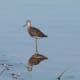 Greater yellowlegs.