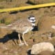 Killdeer, year-round resident.