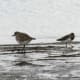 Ruddy turnstone and a black-bellied plover.