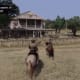 Red Dead Redemption Gameplay