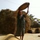 Rice is main food crop in Nepal