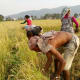 A paddy field in Nepal