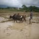 Agriculture technique in Nepal has not improved in two thousand years. The same kind of wooden plow pulled by oxen and driven by human is used in farming. No surprise, why agrarian economy imports food.