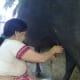 Hand milking a water buffalo