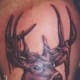 deer-tattoos-and-meanings-deer-skull-tattoos-and-meanings-deer-tattoo-ideas-and-pictures