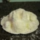 3) Sprinkle with flaked coconut.