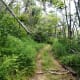 Trail 101 - it's not as dense.