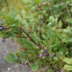 On our way up to Tennent Mountain, there were lots of blueberries. Wild and edible, they are delicious.