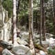 Only a short time after getting back on Art Loeb, you will come across lots of white, chunky rocks.