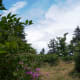 The intersection of Shining Rock Gap and Art Loeb. Two other trails cross here, as well. The pink wild phlox provides a great marker in mid-summer.