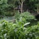 The Hanging Bridge at Eco Adventure Trail
