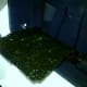 This is the back side of my algae screen. It is really green because I had turned the screen around 2 days prior. But I removed it to clean it because the hair algae growth was too long and it was sticking out of the scrubber! (9/9/12)