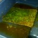 Algae screen after running for 13 days