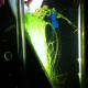 Picture taken 9/7/12. Algae growth since being cleaned on 9/1/12