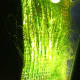 Picture of algae scrubber screen with air pump shut off and free floating in water on 9/1/12 showing gha
