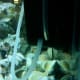 Siphoned airline hose that pulls water from my Aqueon filter directly into the bottom of my upflow algae scrubber