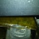 Growth on my horizontal scrubber 9/7/12