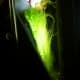 Picture taken 9/7/12. Algae growth since being cleaned on 9/1/12