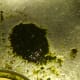 Here is the amount of algae I was able to scrape off of the screen from both sides. 9/9/12)