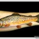 trout-tattoos-and-designs-trout-tattoo-meanings-trout-tattoo-gallery