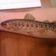 trout-tattoos-and-designs-trout-tattoo-meanings-trout-tattoo-gallery