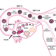The fertilized egg (zygote) travels down the Fallopian tube and into the uterus, where it will implant into the endometrium.