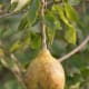 Ripe fruit