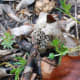 Little gray morels are tough to find among the leaves.