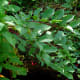 Poison sumac grows as a shrub or small tree.