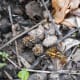 Really little gray morel mushroom twins aside two acorn tops.