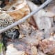 A fresh morel perfectly camouflaged in leaves and twigs.