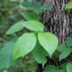 Poison ivy grows in vines up on trees or along the ground.